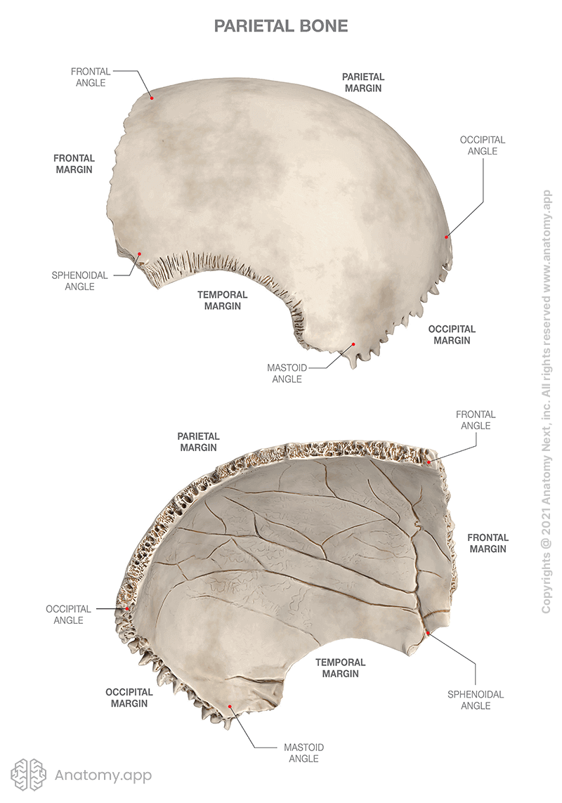 Parietal bone, outer (external) surface, inner (internal) surface, angles and margins of the parietal bone