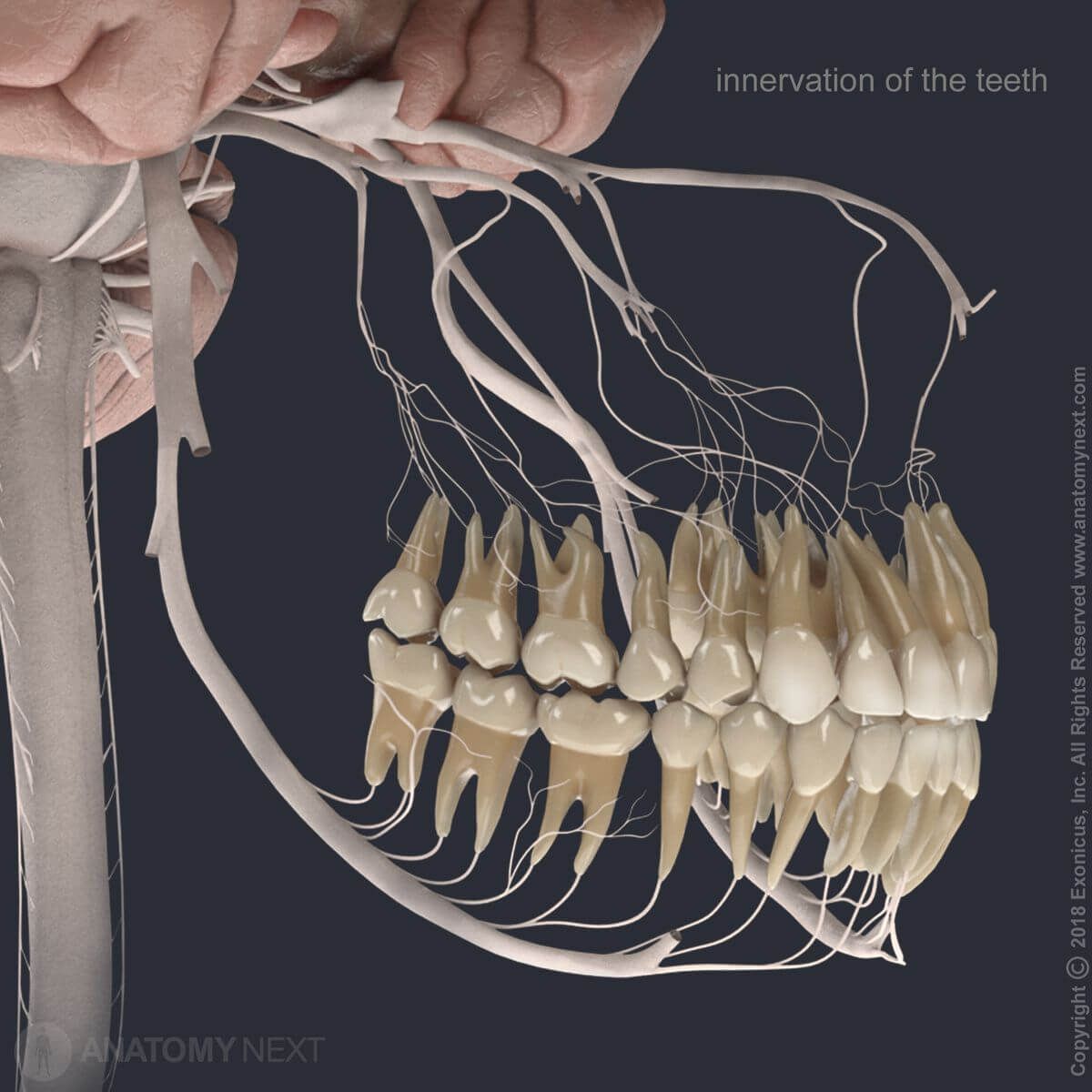 Maxillary nerve, second division of fifth cranial nerve, CN V2, second branch of trigeminal nerve, branches of maxillary nerve, innervation of teeth