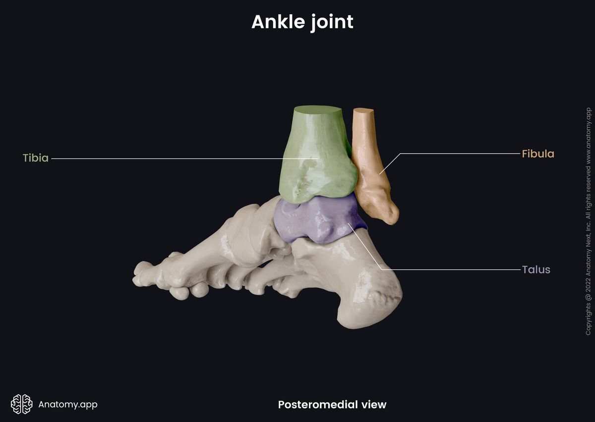 Ankle joint, Bones of leg, Tibia, Fibula, Tarsals, Talus, Colored, Human foot, Foot skeleton, Foot bones, Posteromedial view