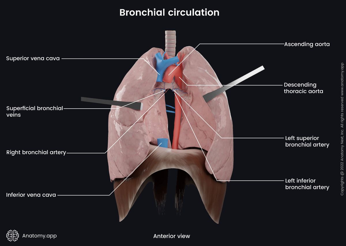 Lungs, Bronchial circulation, Bronchial veins, Bronchial arteries, Anterior view, Diaphragm, Trachea