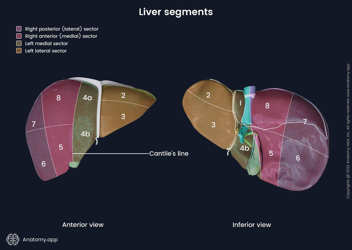 Liver, Liver sectors, Right posterior sector, Right anterior sector, Left medial sector, Left lateral sector, Liver segments, Left functional lobe of liver, Right functional lobe of liver, Human liver, Abdominal organs, Accessory organ of digestive tract, Accessory organ