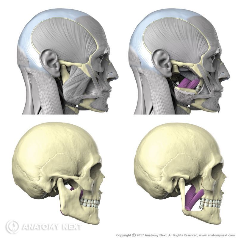 Medial pterygoid, Muscles of mastication, Masticatory muscles, Head muscles, Medial pterygoid with the skull
