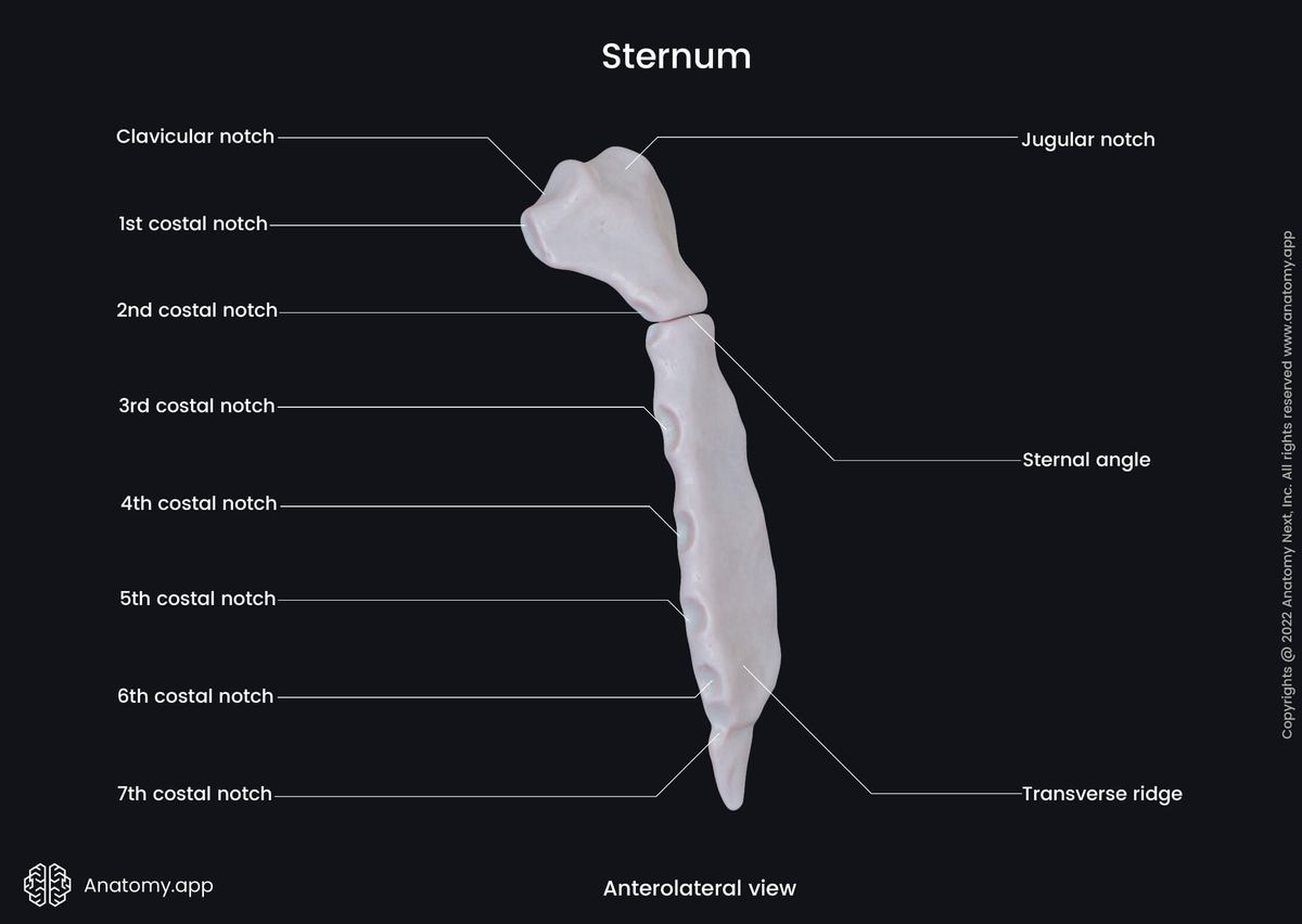 Sternum, Sternum landmarks, Skeleton of trunk, Rib cage, Sternal manubrium, Sternal body, Xiphoid process, Anterolateral view