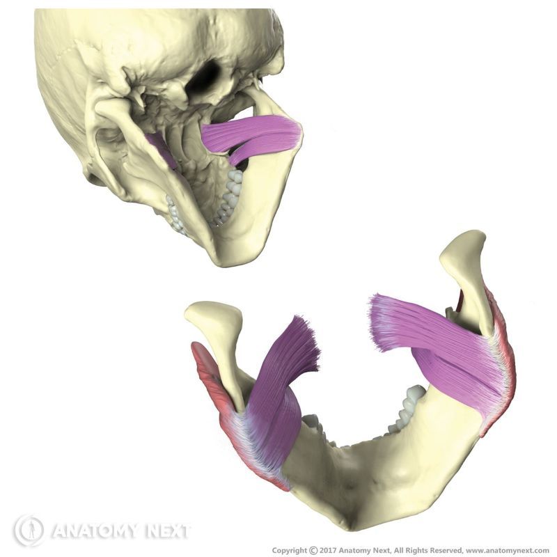 Origin and insertion of medial pterygoid, Medial pterygoid
