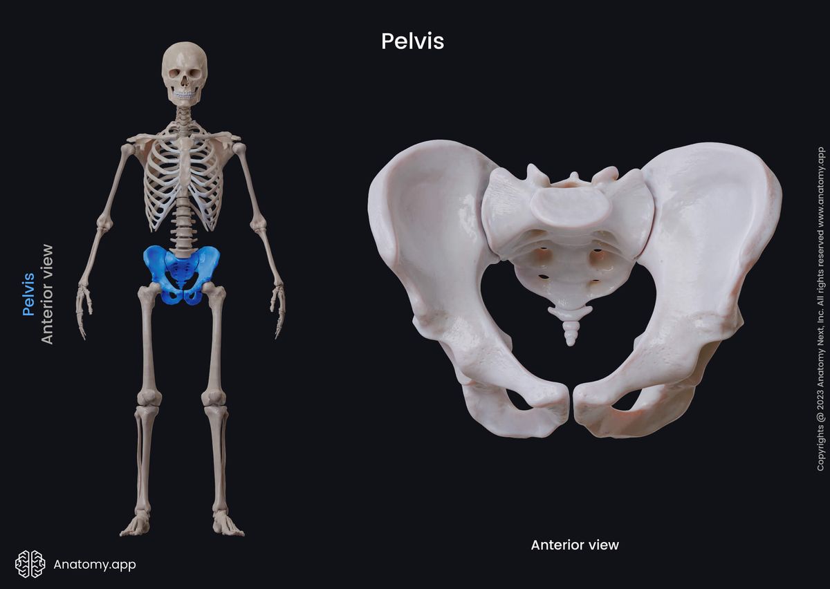 Pelvis, Pelvic bones, Hip bones, Ilium, Ischium, Pubis, Sacrum, Coccyx, Human skeleton, Anterior view of pelvis, Pelvic girdle