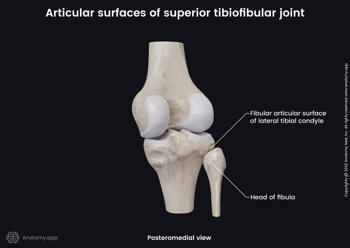 Superior tibiofibular joint, Proximal tibiofibular joint, Posteromedial view, Articular surfaces, Fibula, Tibia, Femur