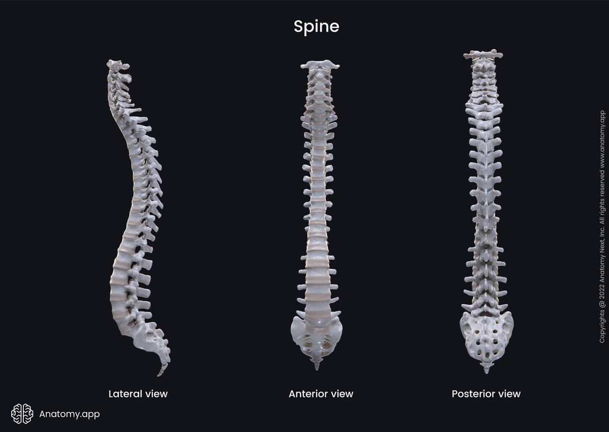 Skeletal system, Spine and back, Vertebral column, Vertebrae, Intervertebral discs, Cervical spine, Thoracic spine, Lumbar spine, Sacral spine, Anterior view, Lateral view, Posterior view