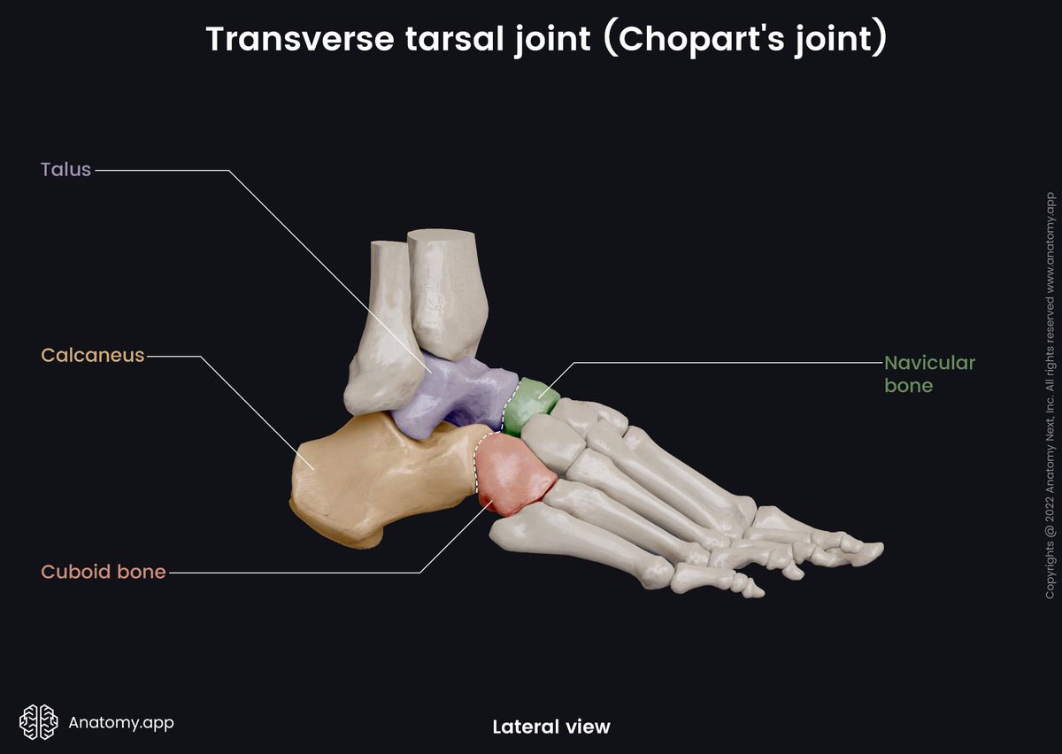 Transverse tarsal joint, Chopart's joint, Lateral view, Human foot, Foot skeleton, Tarsals, Tarsal bones colored, Tarsal bones, Metatarsals, Phalanges