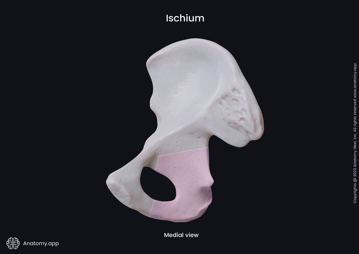 Hip bone, Pelvic girdle, Ischium, Medial view, Human skeleton