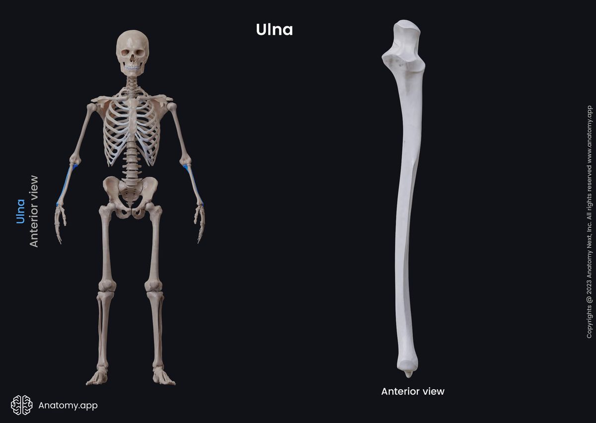 Human skeleton, Upper limb, Bones of forearm, Forearm, Forearm bones, Ulna, Skeleton of forearm, Upper extremity, Skeleton of upper extremity