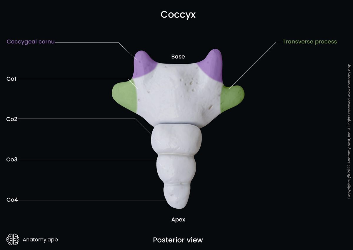 Coccyx, Tailbone, Coccygeal vertebrae, Posterior view, Landmarks, Vertebrae, Spine, Vertebral column, Human skeleton