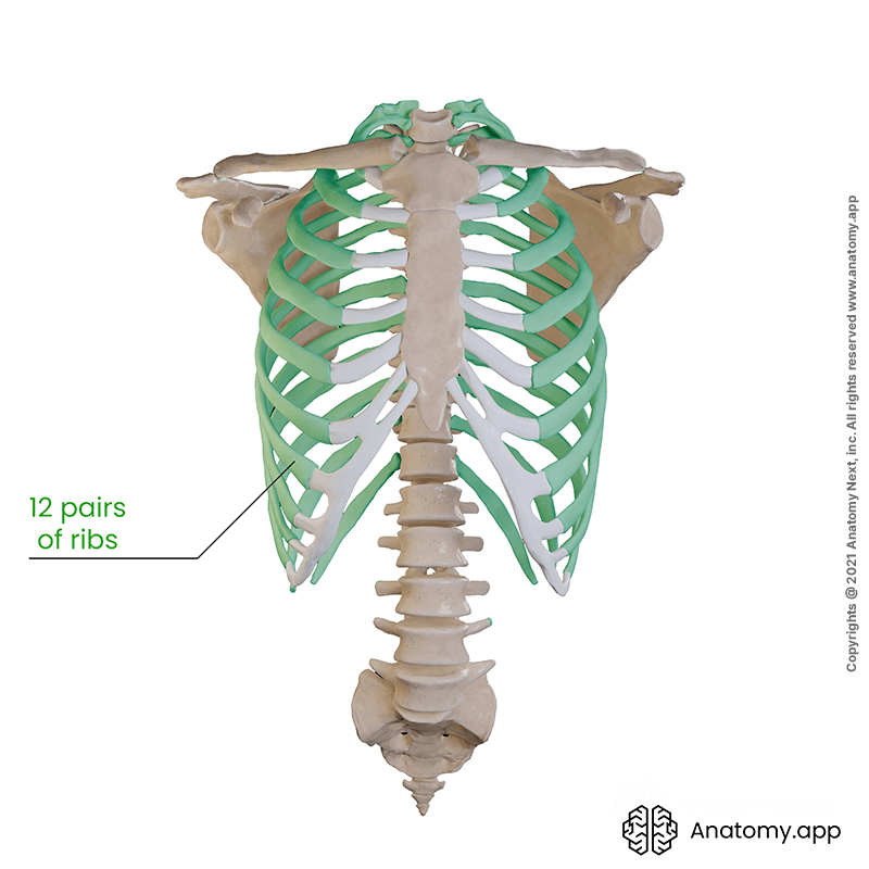 Rib cage (thoracic cage), 12 pairs of ribs (colored green)