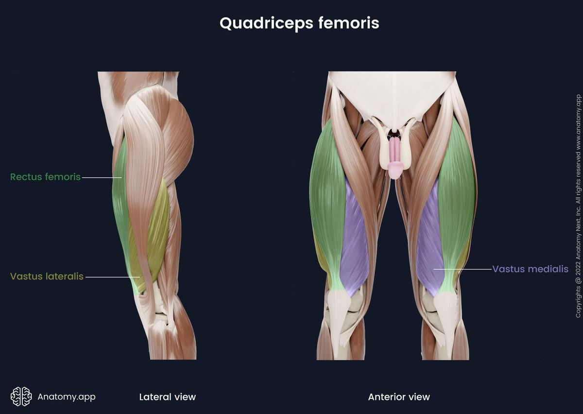 Quadriceps femoris, Vastus medialis, Vastus lateralis, Rectus femoris, Anterior and lateral view of quadriceps femoris, Thigh muscles, Anterior compartment of thigh, Anterior compartment muscles, Human thigh