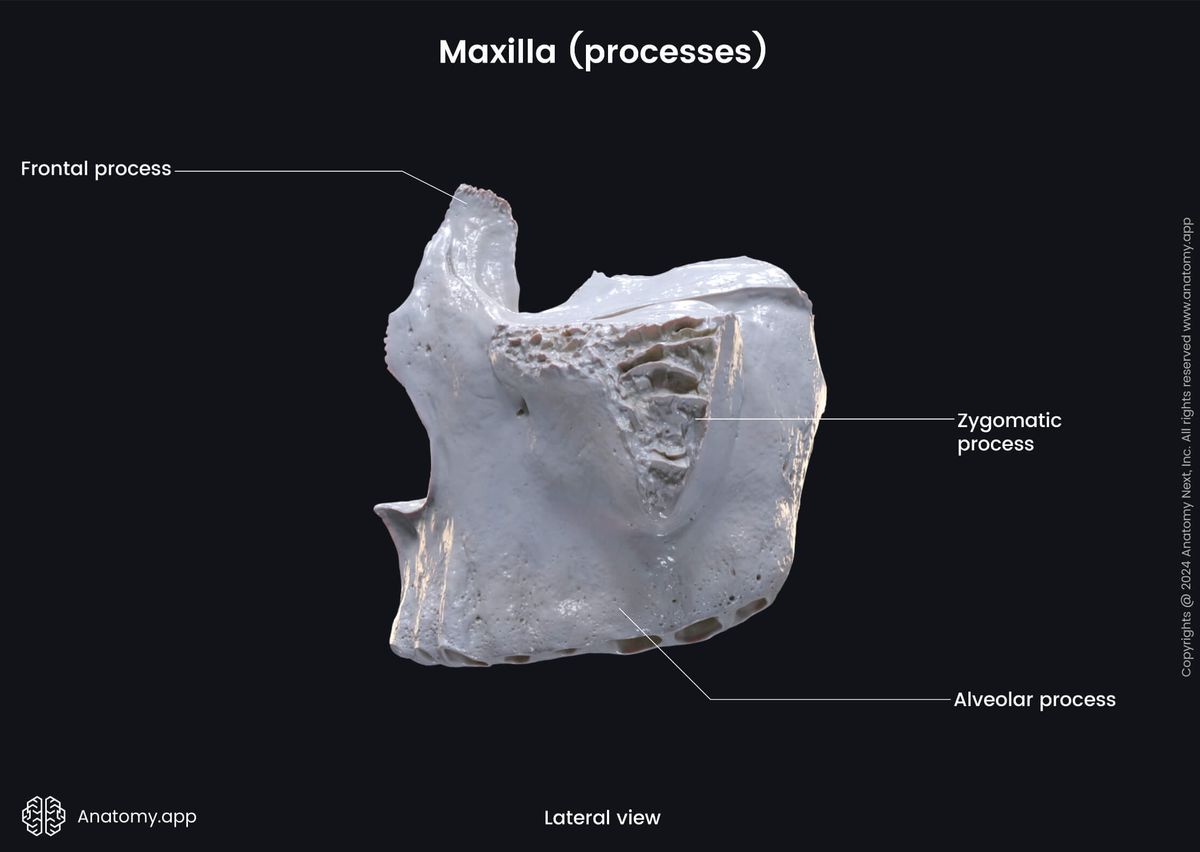 Head and neck, Skull, Viscerocranium, Facial skeleton, Maxilla, Upper jaw, Landmarks of maxilla, Processes of maxilla, Lateral view