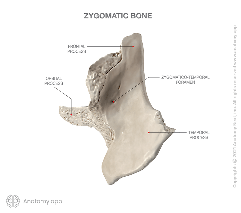 Zygomatic bone, processes (orbital, frontal, temporal), outer surface