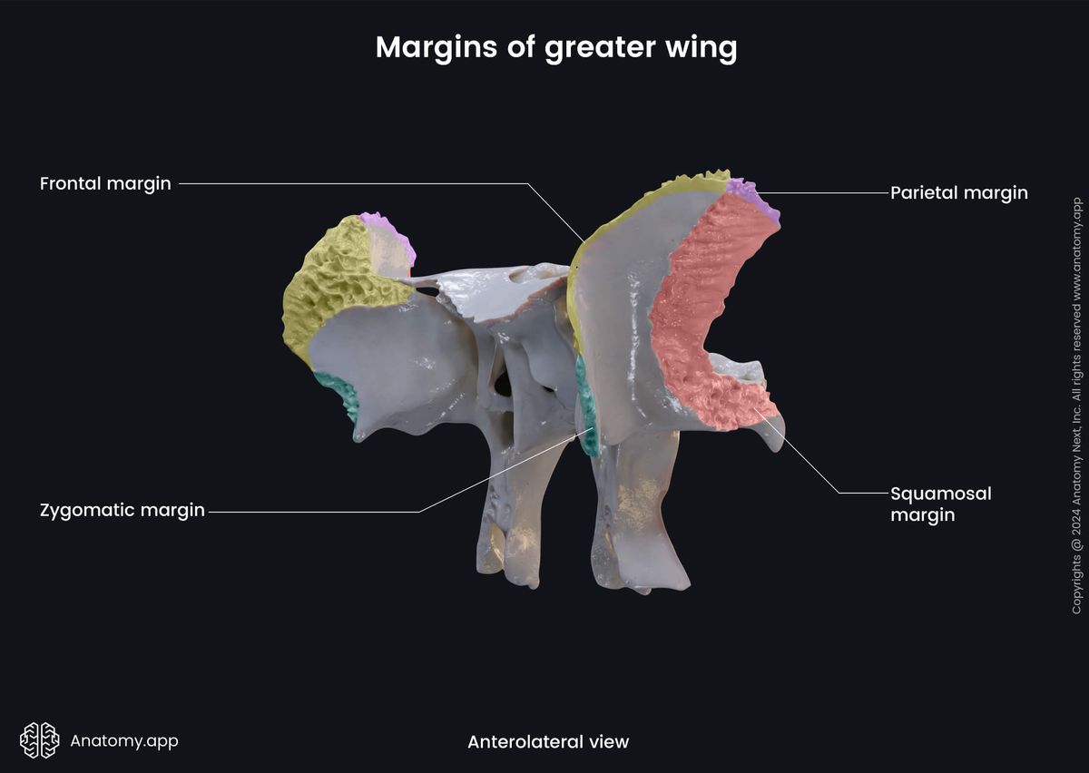 Head and neck, Skeletal system, Skull, Bones of skull, Neurocranium, Sphenoid, Parts of sphenoid, Greater wings, Margins, Anterolateral view