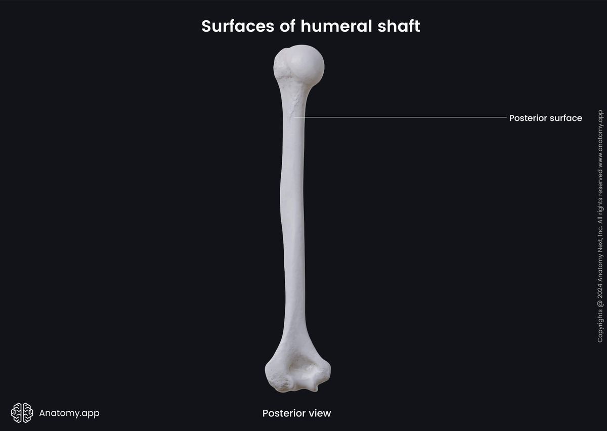 Human skeleton, Bones of upper extremity, Skeleton of upper limb, Upper arm, Humerus, Surfaces, Posterior view