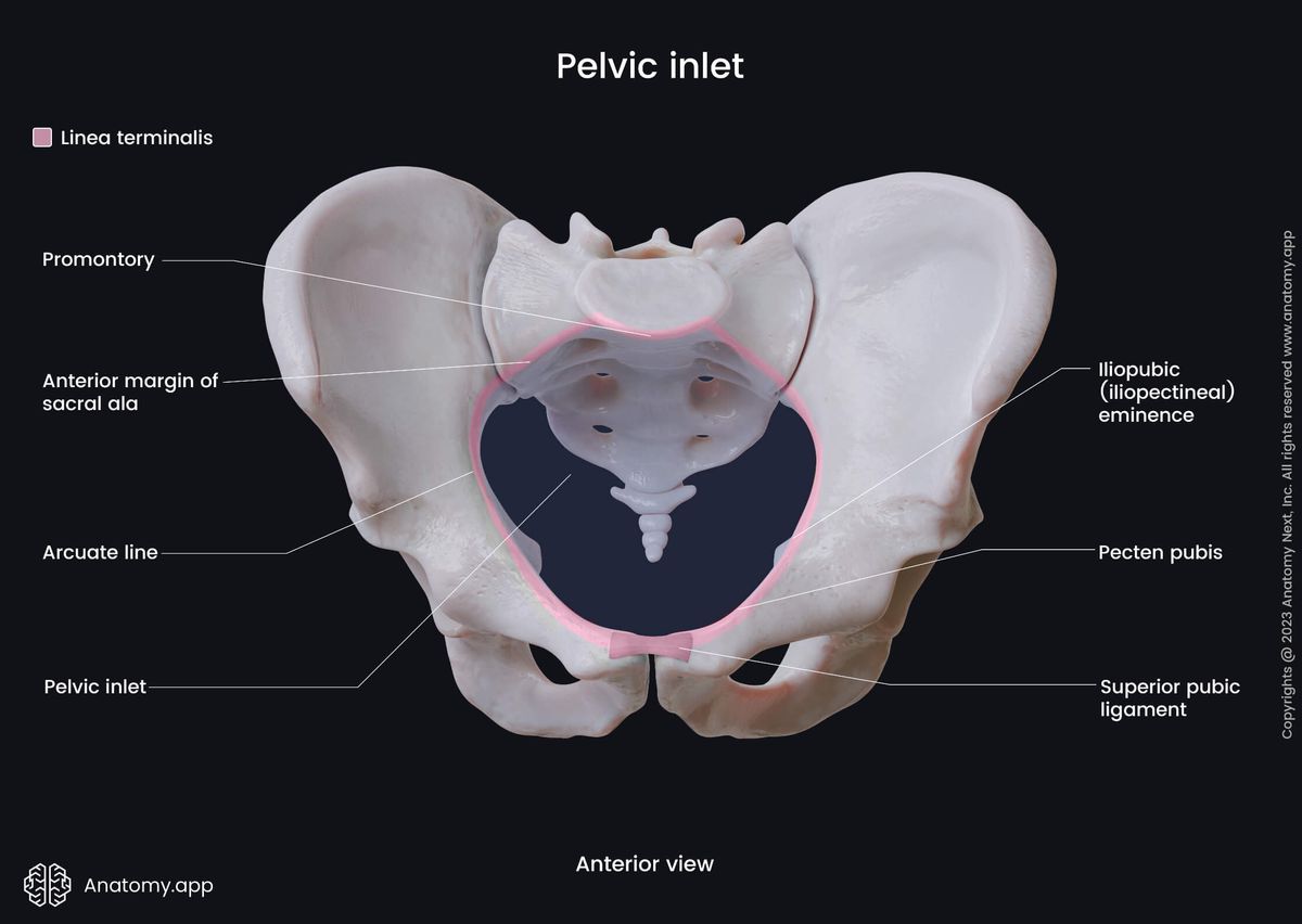 Pelvis, Pelvis inlet, Linea terminalis, Borders of pelvic inlet, Superior pelvic aperture, Anterior view