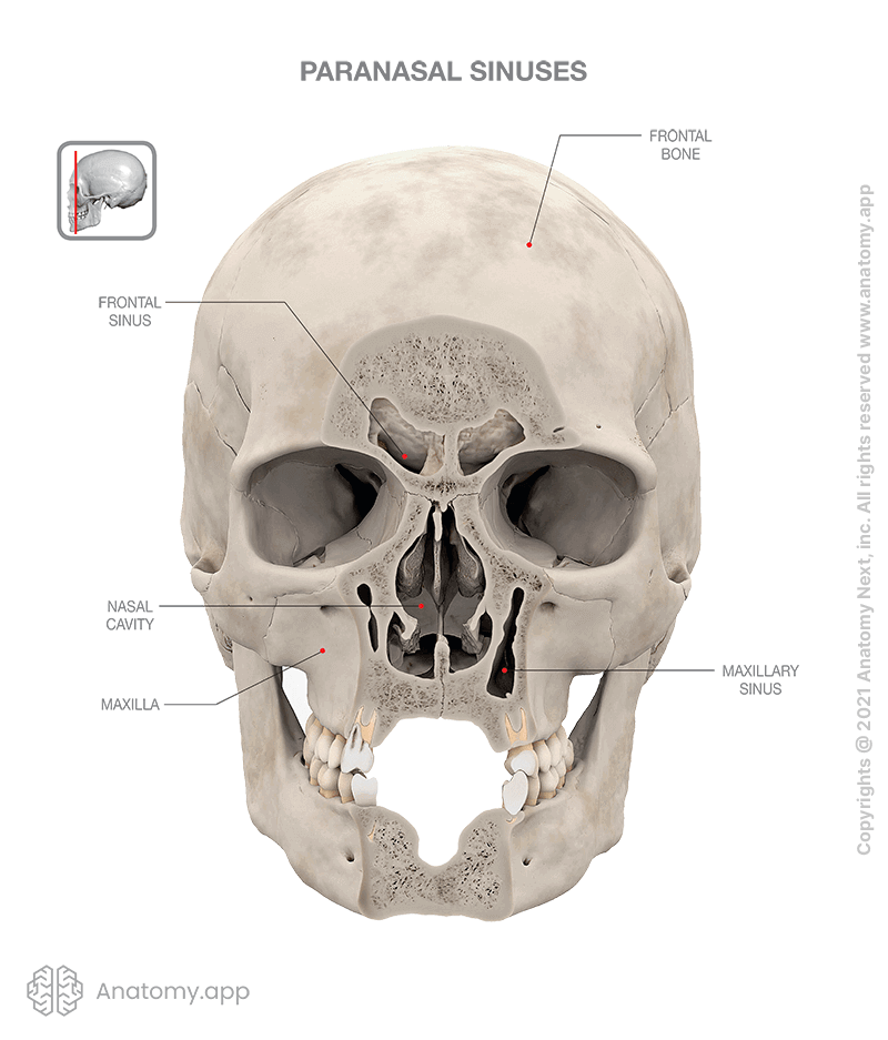 Skull with front part removed, paranasal sinuses (frontal sinus, maxillary sinus)