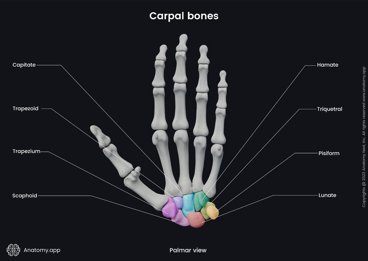 Upper limb, Skeletal system, Hand bones, Hand skeleton, Human skeleton, Carpal bones, Palmar view, Capitate, Hamate, Trapezium, Trapezoid, Lunate, Scaphoid, Triquetral, Pisiform