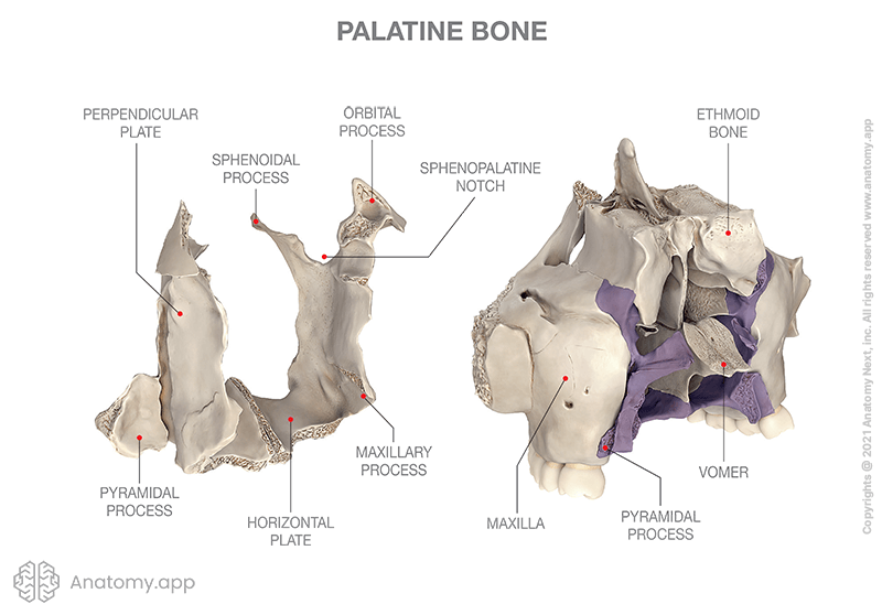 Palatine bone, two images, without and with adjacent bones