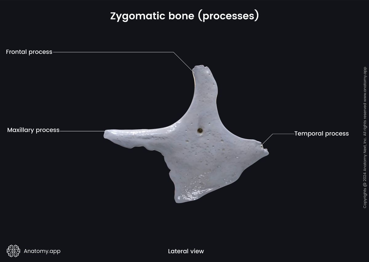 Head and neck, Skull, Viscerocranium, Facial skeleton, Zygomatic bone, Landmarks of zygomatic bone, Processes of zygomatic bone, Lateral view