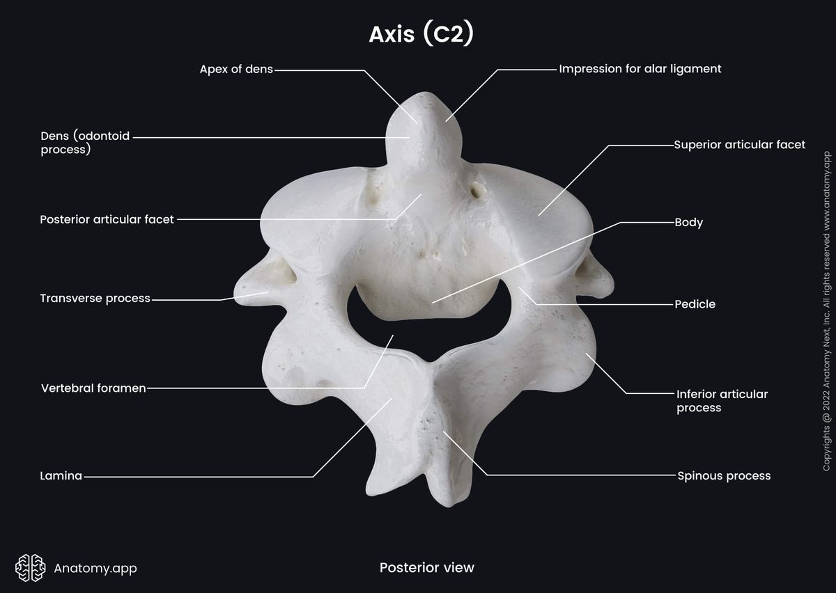 Axis, C2, Second cervical vertebra, Cervical vertebrae, Posterior view, Landmarks, Spine, Vertebral column, Atypical cervical vertebra