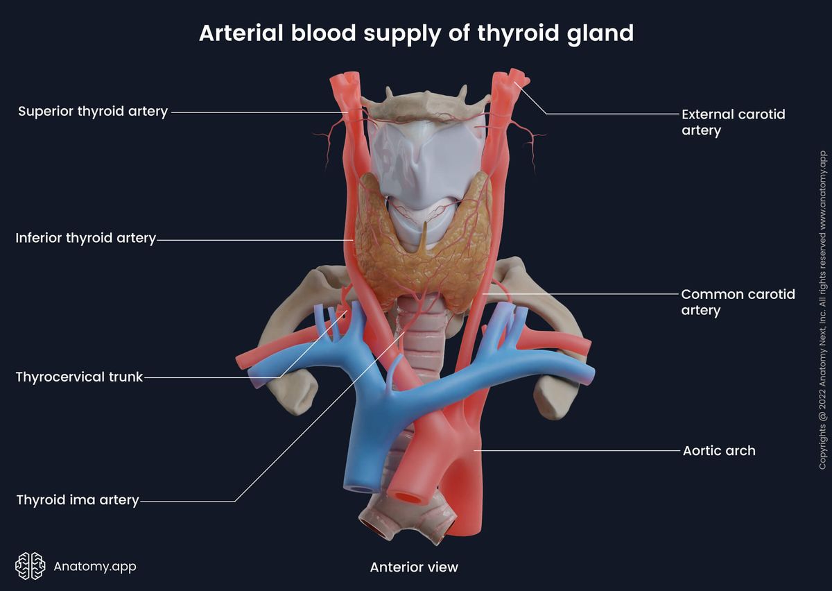 Thyroid gland, Blood supply, Arteries, Veins, Larynx, Trachea, Anterior view, External carotid