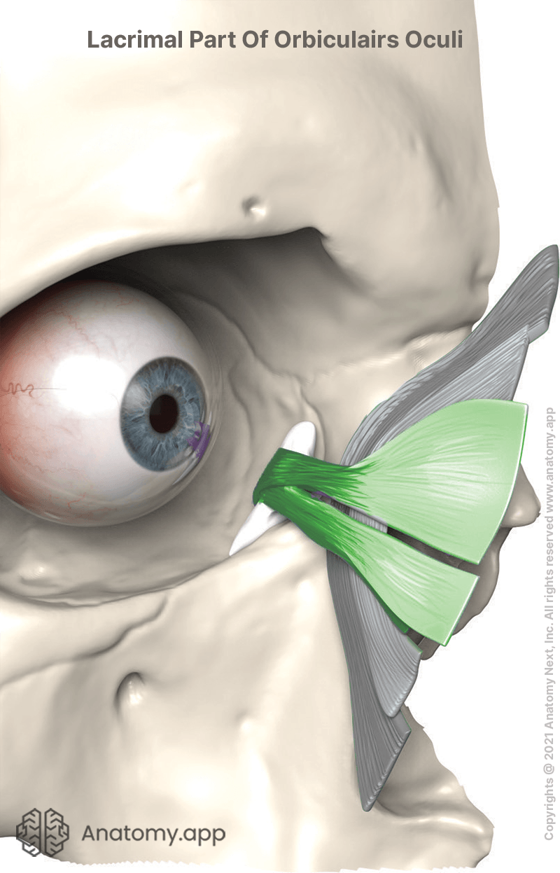 Lacrimal part of orbicularis oculi muscle in green colour