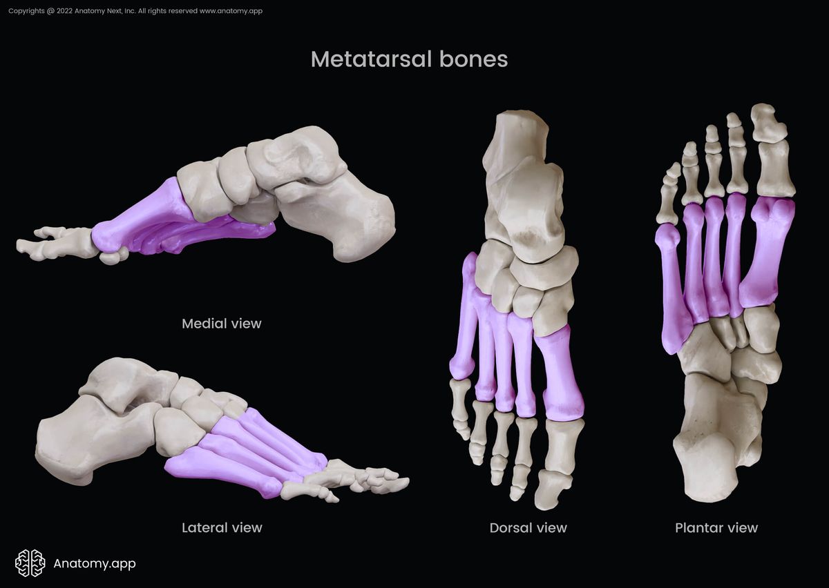 Metatarsals, Bones of foot, Human foot, Metatarsal bones, Dorsal view of metatarsals, Plantar view of metatarsals, Medial view of metatarsals, Lateral view of metatarsals, Skeleton of lower limb
