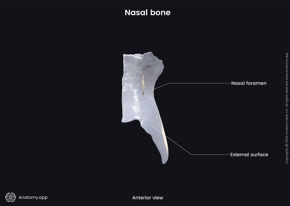 Head and neck, Skull, Viscerocranium, Facial skeleton, Nasal bone, Landmarks of nasal bone, Anterior view