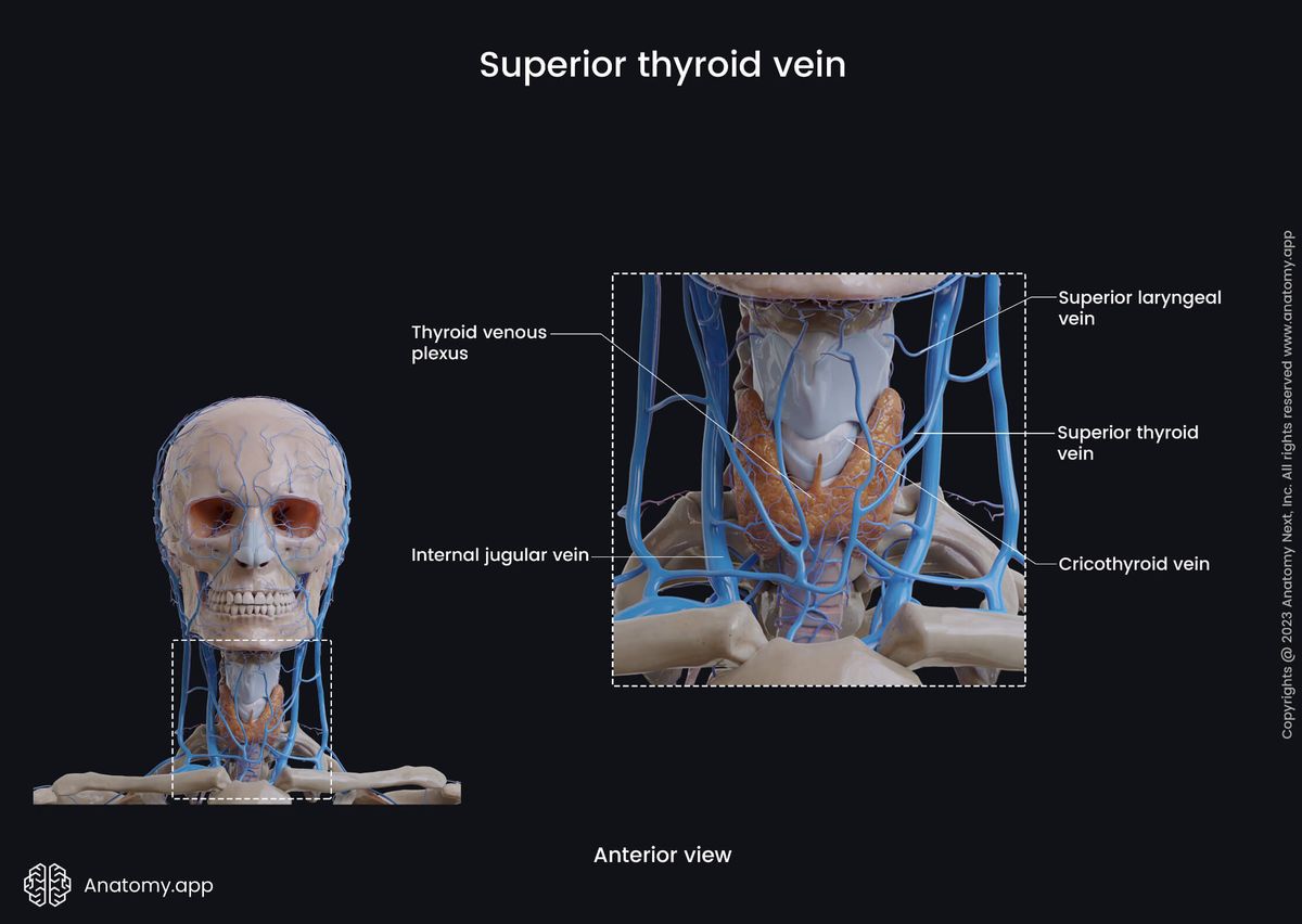 Veins of the head and neck, Superficial veins of the neck, Thyroid veins, Superior thyroid vein, Thyroid gland, Thyroid plexus, Tributaries of superior thyroid vein, Anterior view
