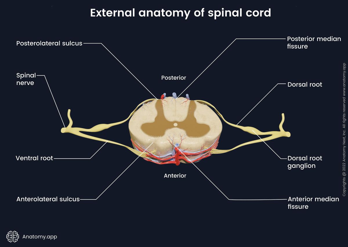 Spinal cord, External anatomy, Sulci of spinal cord, Fissures of spinal cord, Nerve roots, Cross-section