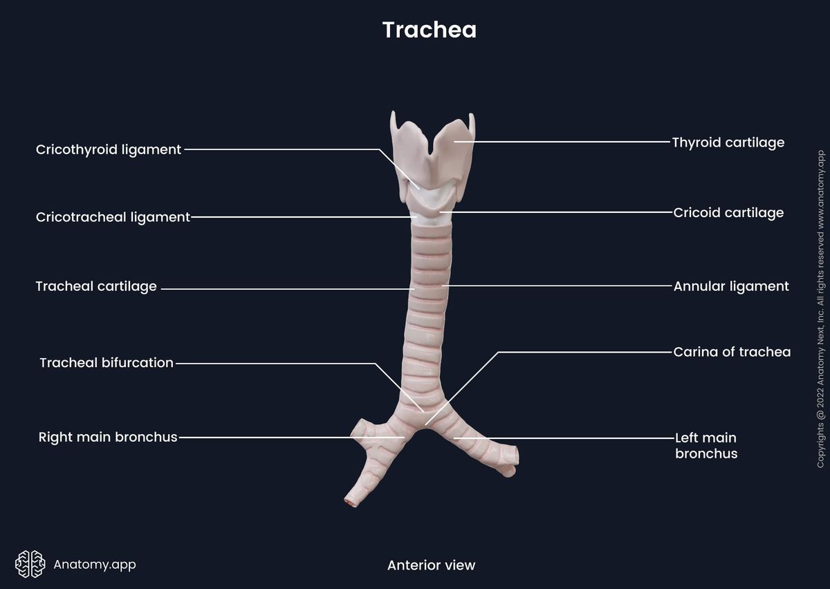 Trachea and main bronchi, Anterior view, Landmarks, Anatomy