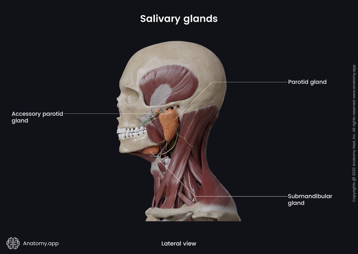 Major salivary glands, Parotid gland, Accessory parotid gland,Submandibular gland, Lateral view