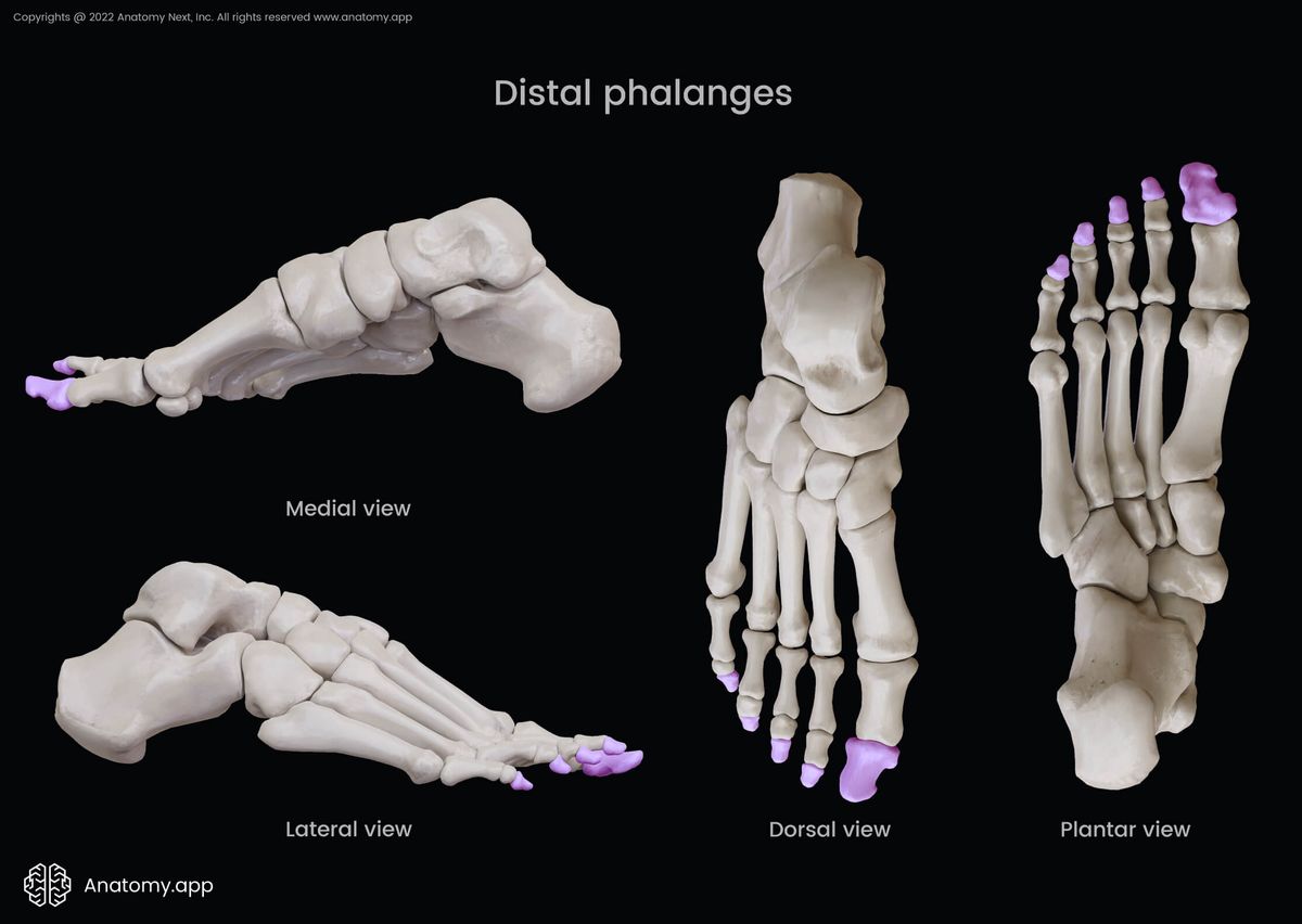 Distal phalanges, Phalanges of foot, Phalanges, Bones of foot, Human foot, Skeleton of lower limb