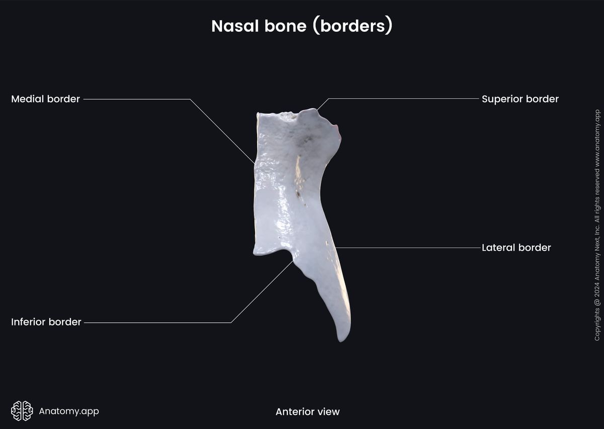 Head and neck, Skull, Viscerocranium, Facial skeleton, Nasal bone, Landmarks of nasal bone, Borders of nasal bone, Anterior view
