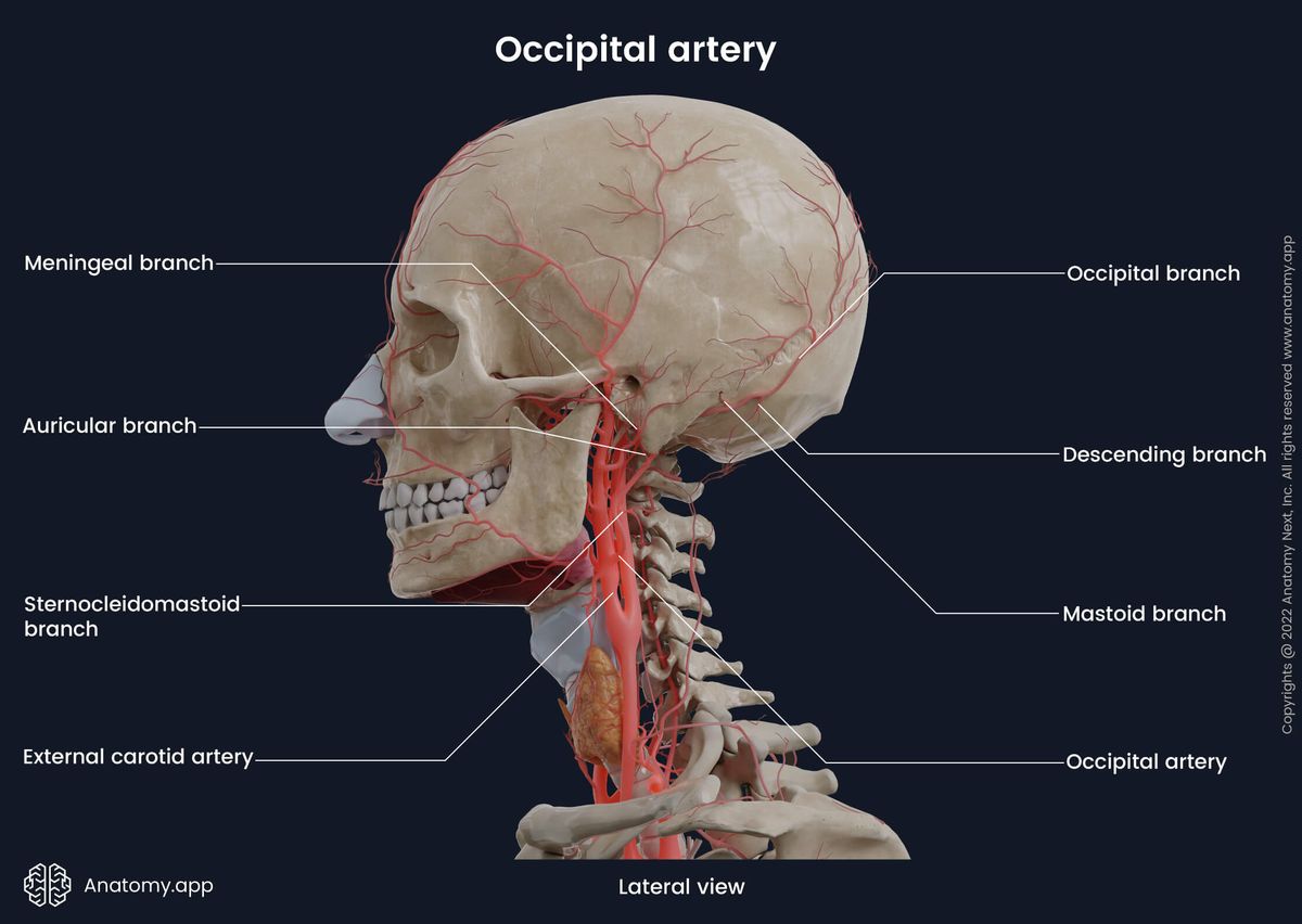 Occipital artery and its branches, External carotid artery, Skull, Human head, Lateral view