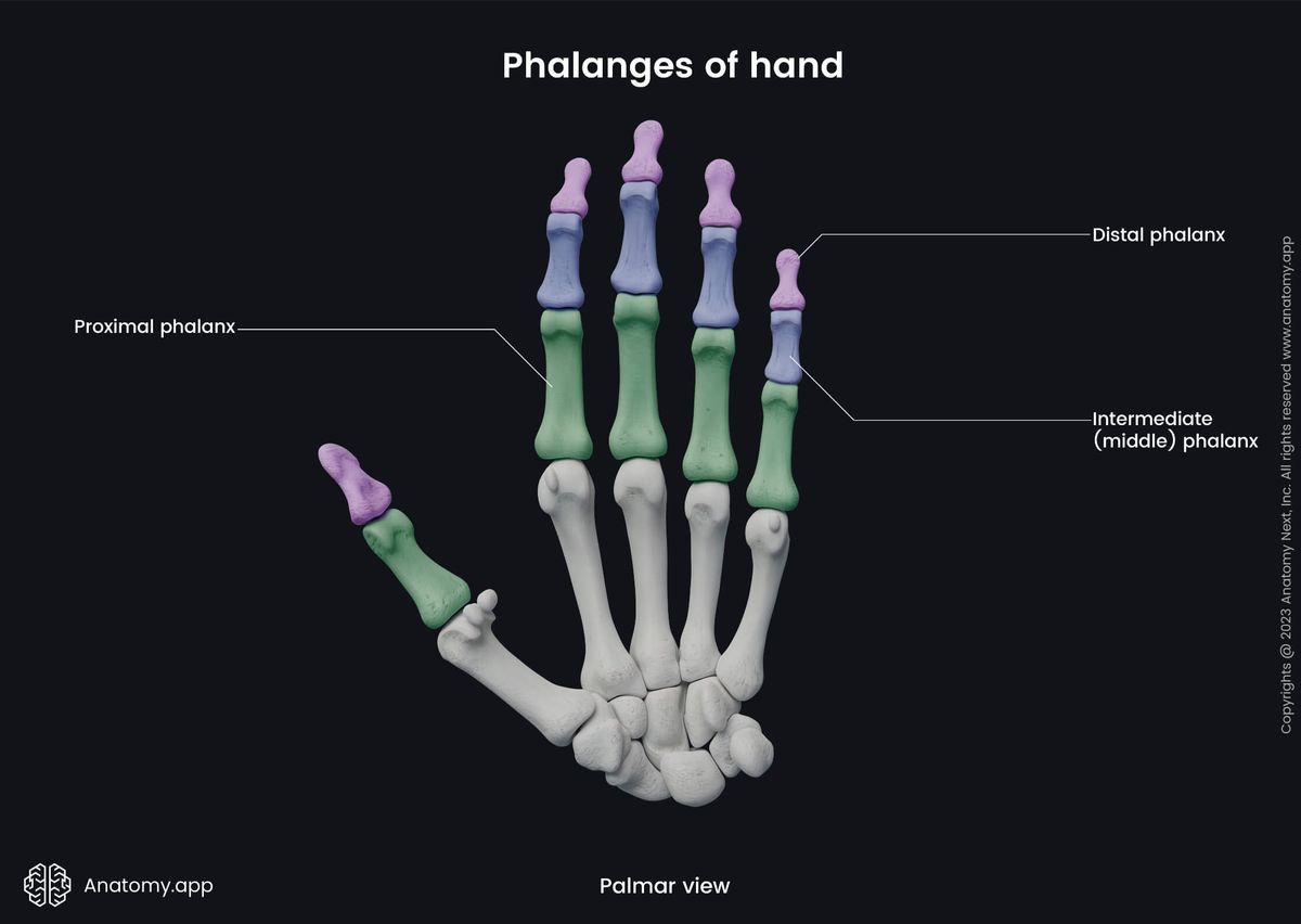 Upper limb, Bones of hand, Hand bones, Phalanges, Proximal phalanges, Intermediate phalanges, Distal phalanges, Human hand, Human skeleton, Palmar view