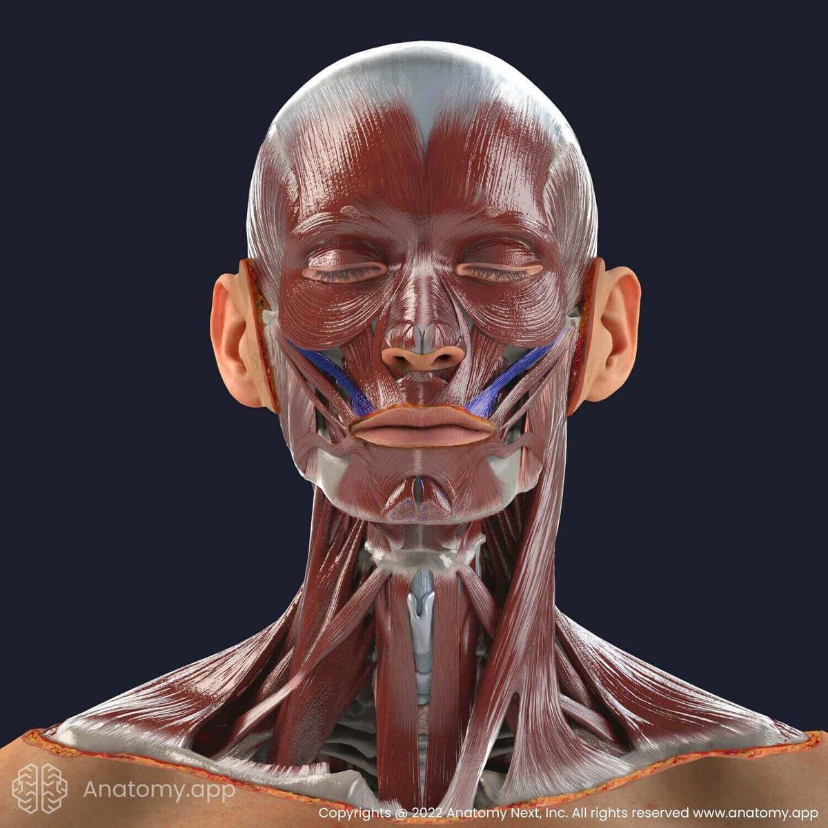 Facial muscles, zygomaticus minor muscle (colored)