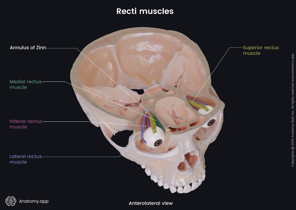 Extraocular muscles, Recti muscles, Bony orbit, Skull, Eyeball, Superior rectus, Inferior rectus, Medial rectus, Lateral rectus, Anterolateral view