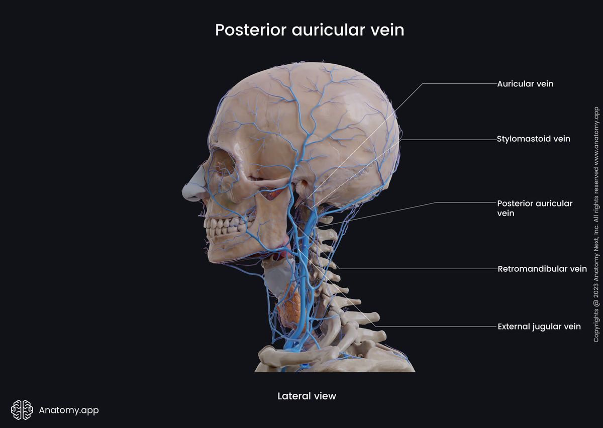 Head and neck veins, Posterior auricular vein, Tributaries, Lateral view, Extracranial veins