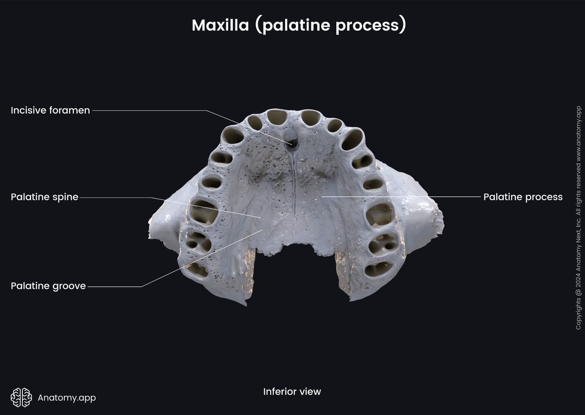 Head and neck, Skull, Viscerocranium, Facial skeleton, Maxilla, Upper jaw, Landmarks of maxilla, Processes of maxilla, Palatine process, Landmarks of palatine process, Inferior view