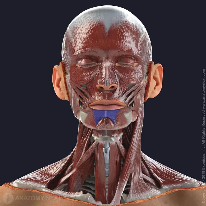 Depressor labii inferioris muscle with other facial muscles