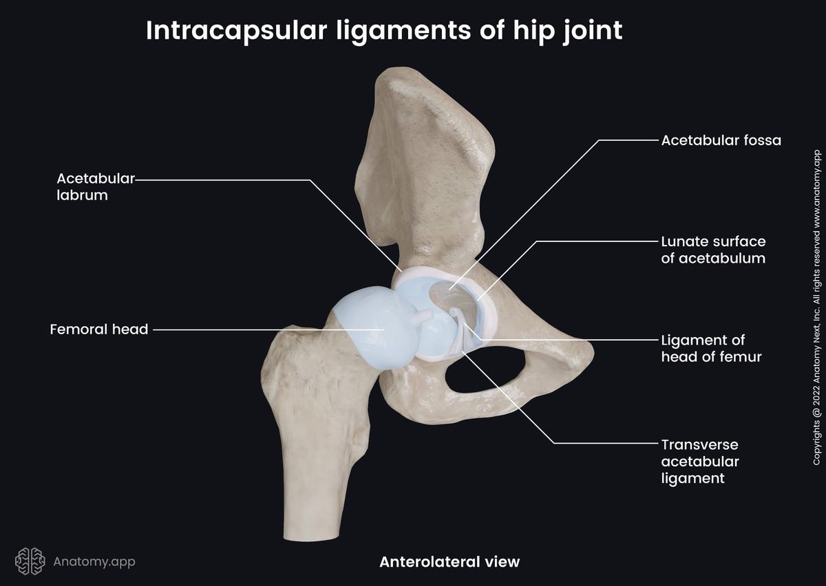 Hip joint, Intracapsular ligaments, Anterolateral view, Femur, Hip bone, Acetabulum