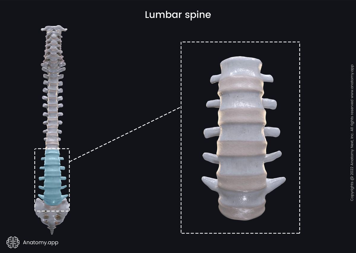 Lumbar vertebrae, Vertebra, Lumbar spine, Spine, Vertebral column, Anterior view