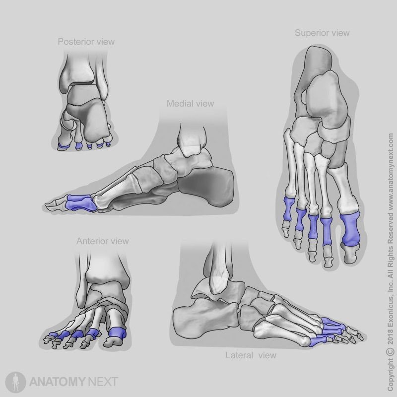 Proximal phalanges, Bones of foot, Human foot, Skeleton of lower limb