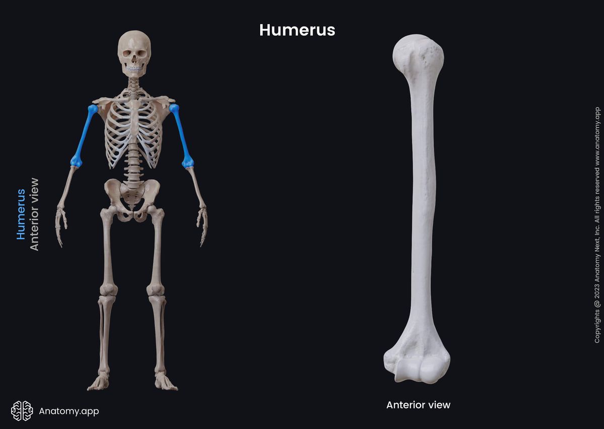 Human skeleton, Upper limb, Bones of forearm, Forearm, Forearm bones, Humerus, Skeleton of forearm, Upper extremity, Skeleton of upper extremity