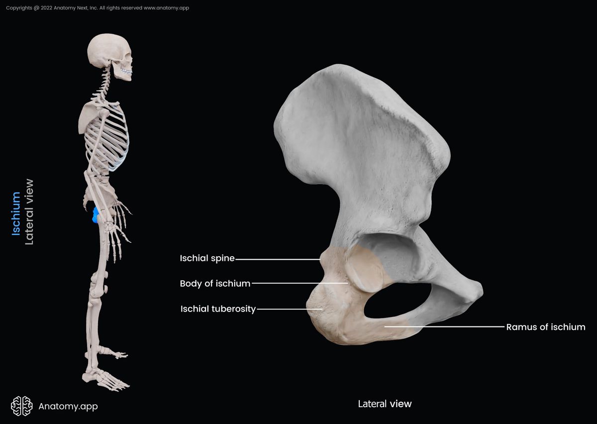 Ischium, Hip bone, Pelvis, Pelvic girdle, Pelvic girdle bones, Landmarks of ischium, Ischium parts, Human skeleton, Lateral view of ischium