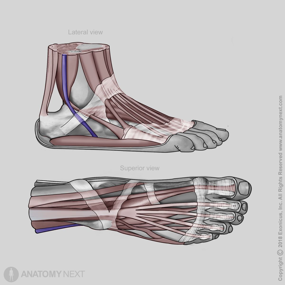 Peroneus longus, Fibularis longus, Insertion of peroneus longus, Insertion of fibularis longus, Lateral compartment of leg, Lateral compartment muscles, Leg muscles, Human foot